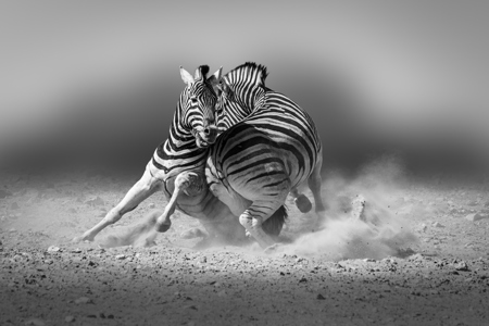 Fighting Zebras 4