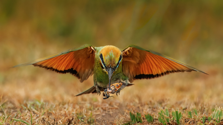 Bee Eater With Cicada