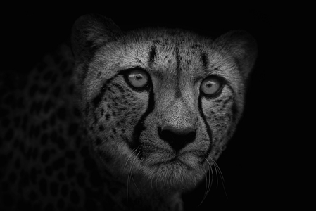 Cheetah Stare