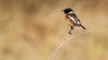 Male Stonechat