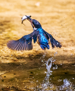 Hunting For Food 05