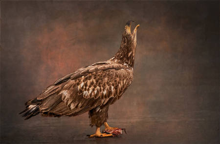Something To Crow About