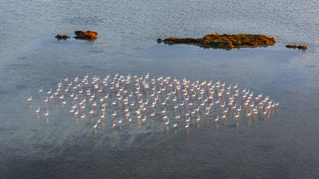 Flamingos In The Lake1