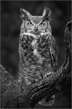Great Horned-Intense Stare