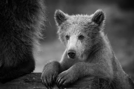 Safe With Mom