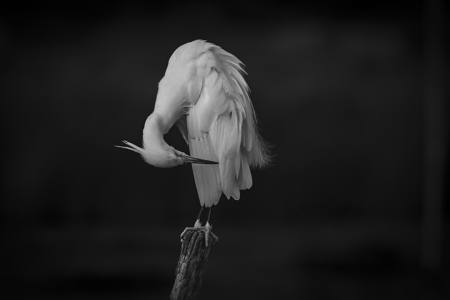 The Last Bow