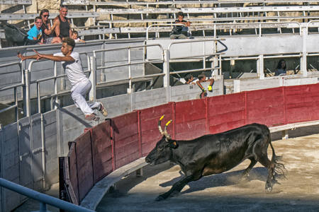 Course Camarguaise 4