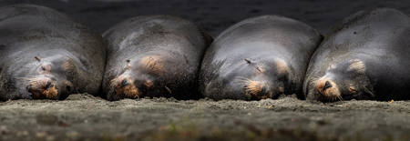 Four Sea Lions