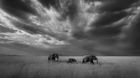 Eliphants Under Gathering Storm