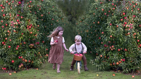 Fresh Red Apples