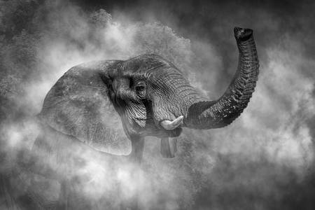 Elephant 10