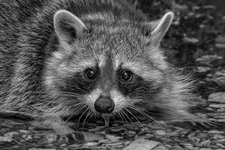 Racoon
