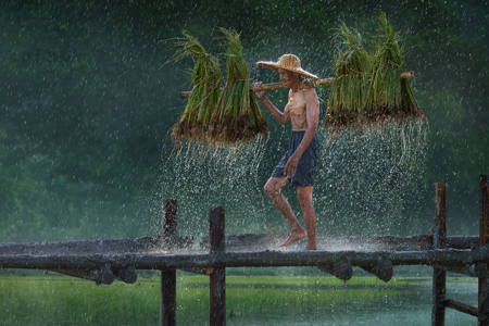 Carrying Seedlings In The Rain  2