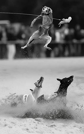 After Greyhounds Race