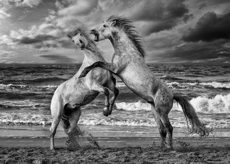 Horse Fight Sw