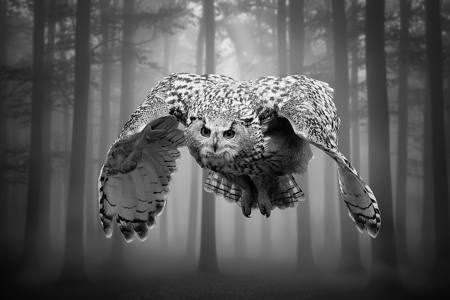 Silent Flight