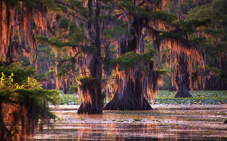 Caddo Early Morning Light