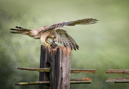 Kestrel Feeding
