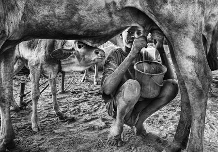 Calf Waiting For It To End