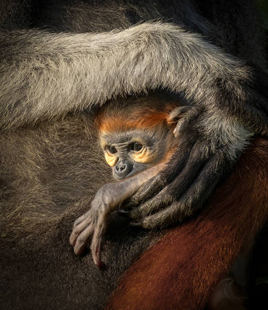 Nesttled In Mother's Embrace