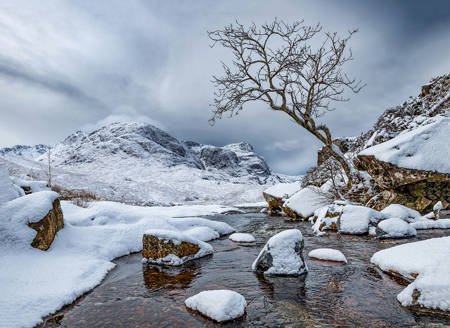 Winter Rowan