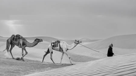 Desert Caravan