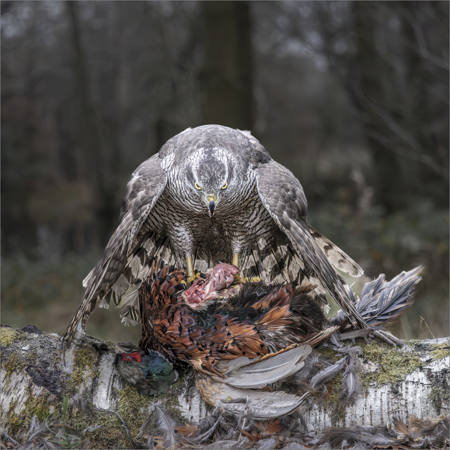 Goshawk On Prey