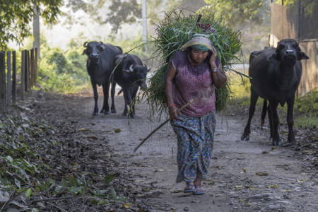 Chitwan Farmer