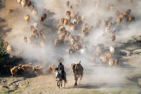 Busy Herding Sheep_11