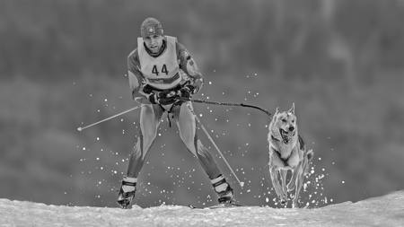 SKIJORING NO 44