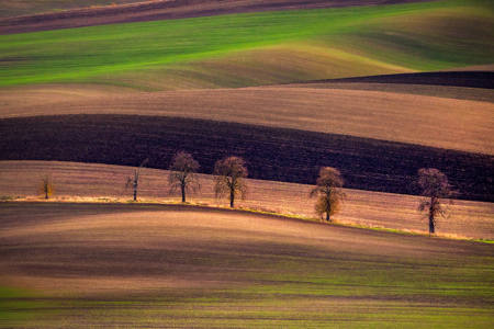 Line Of Chestnuts