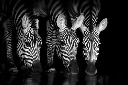 Zebras In The Night