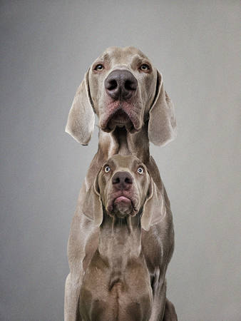 Two Weims
