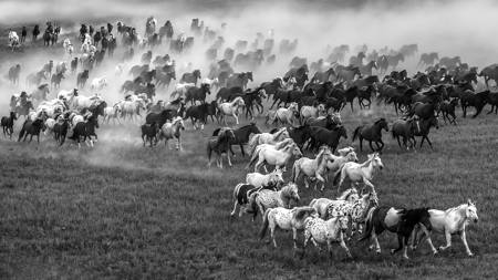 Run Of The Untamed