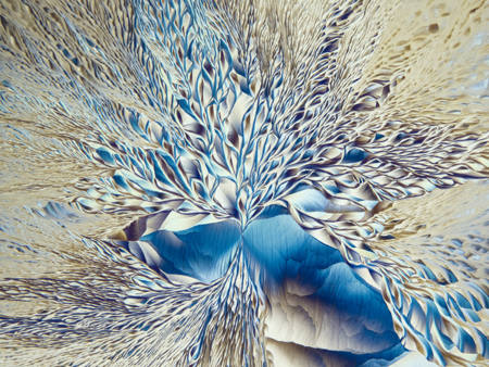Fractal Flower (Amino-Acid Crystal)