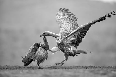 Fight Between Vultures