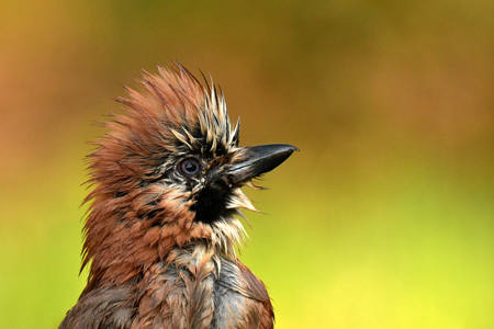 Wild Elegance