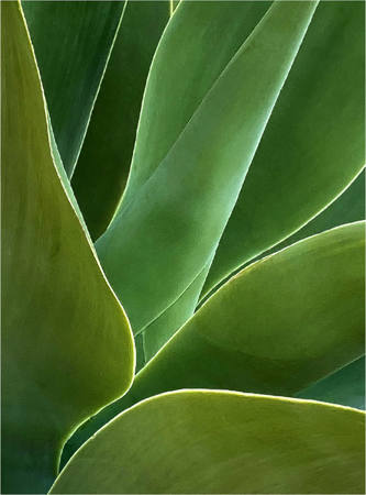 Abstract Agave