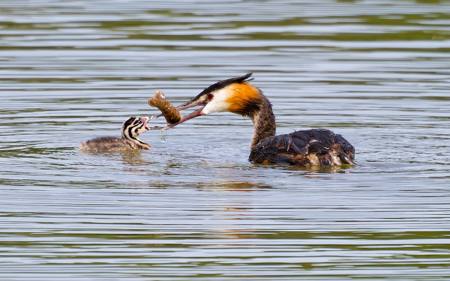 Help The Prey Is So Big