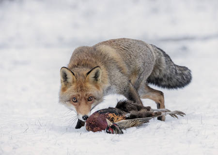Fuchs Am Fasan