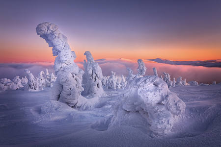 Trees In Frost