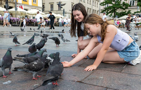 Feeding Pigeons