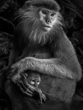 Embraced In Hands Of Mother