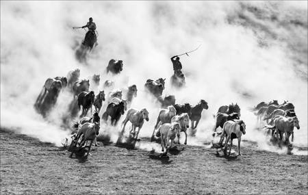 Horses Trotting 70