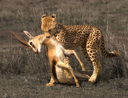 Cheetah Dinner (2)