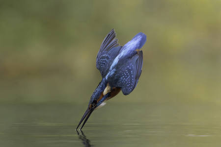 Kingfisher Dive