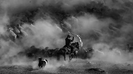 Shepherd Chasing Livestock BW
