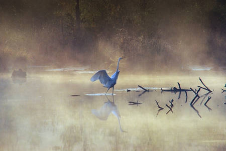 Reiher Im Moos 2