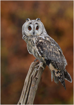 Long Eared Owl