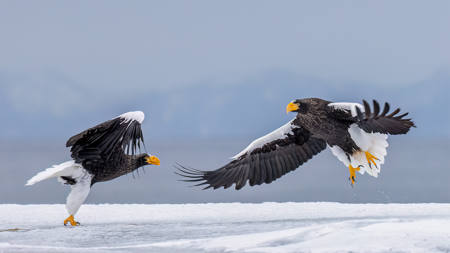 Steller Eagle Confrontation